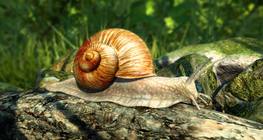 Градински охлюв