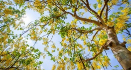 Honey locust