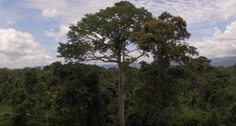 From the Sahara to Amazonia