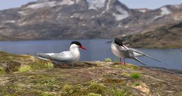 Arctic tern