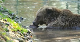 The brown bear