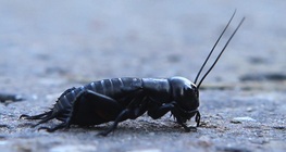 Field cricket