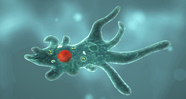 Amoeba proteus
