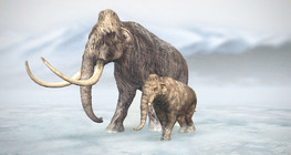 Вълнест мамут