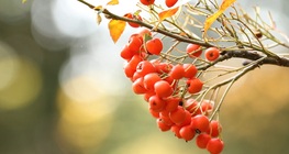 Fruits of the forest