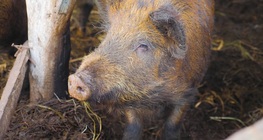 The history of domestication