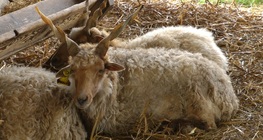 Magyar őshonos juhfajták