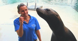 Как да обучите своя тюлен?