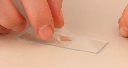 Undersökning av kristaller i gul lök