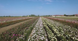 The rose-growing industry