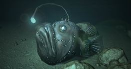 Морски дявол