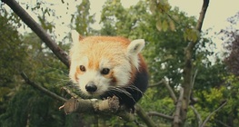 Червена панда