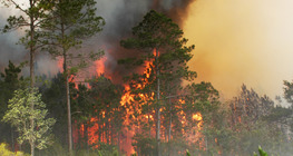 Бързо и бавно горене