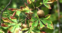 Конски кестен