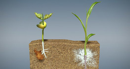 Семена и покълване