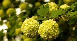 Guelder rose