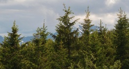 Семейство Борови