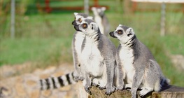 Lemurs