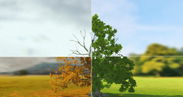 Дъб (базово ниво)