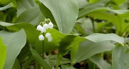 Lily of the valley