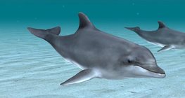 Common bottlenose dolphin