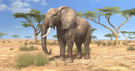 African elephant