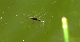 Common pond skater