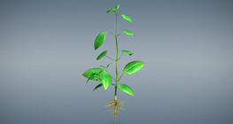 Vegetative plant organs