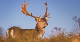 Елен лопатар