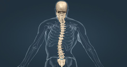 Types of spine curvature disorders