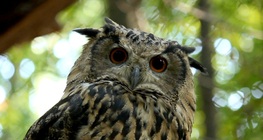 Eurasian eagle owl
