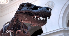 Кости от динозавър