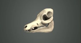 Types of dentition in mammals