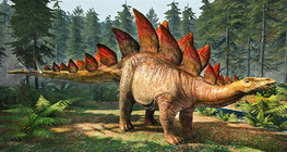 Stegosaurus