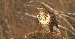 Грабливи птици