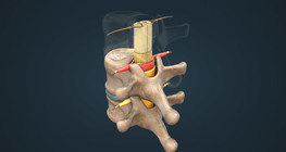 Устройство на гръбначния мозък