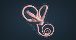 The sense of balance