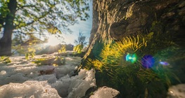 Листнати мъхове