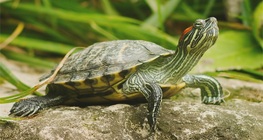 Червенобуза костенурка