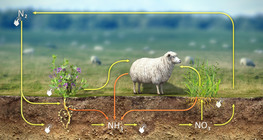 Nitrogen cycle
