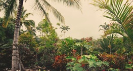 Субтропиците