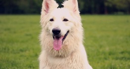 Обонянието на кучето