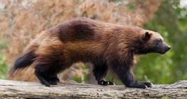 Predators of the cold zones and climates