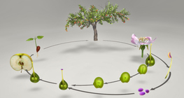 The life cycle of plants