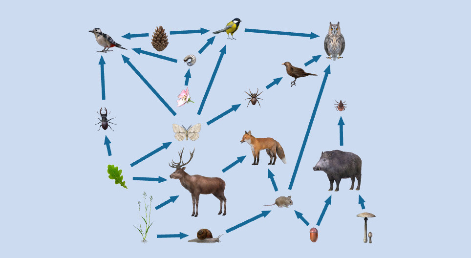 Food chains
