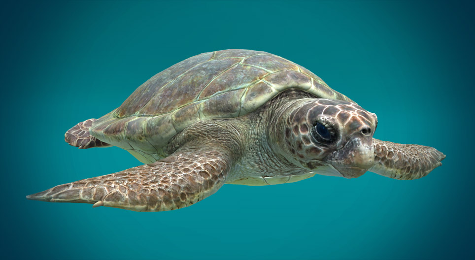 Caretta Caretta