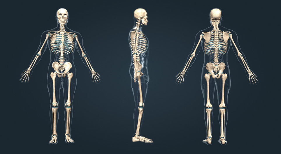 İnsan İskeleti