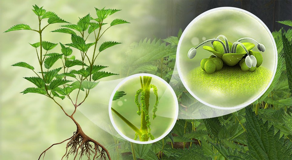 Common nettle