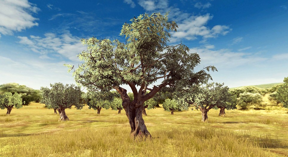 Zeytin ağacı