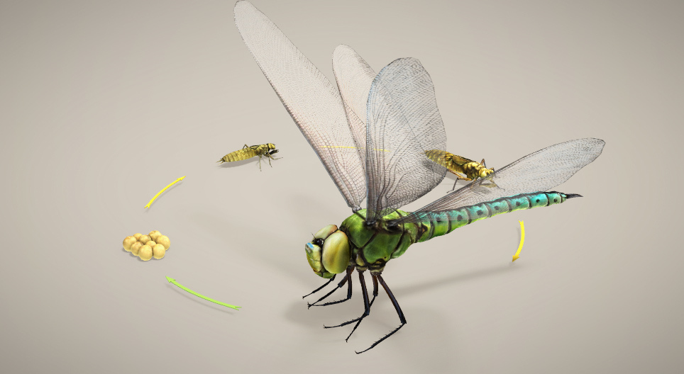 The reproduction and development of insects